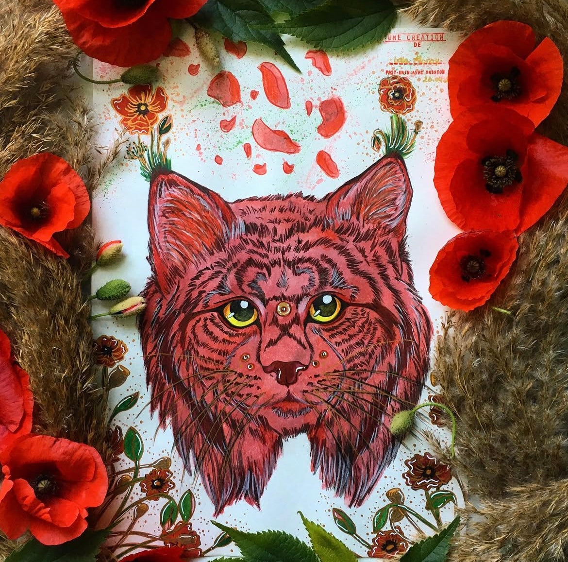 Le lynx coquelicot