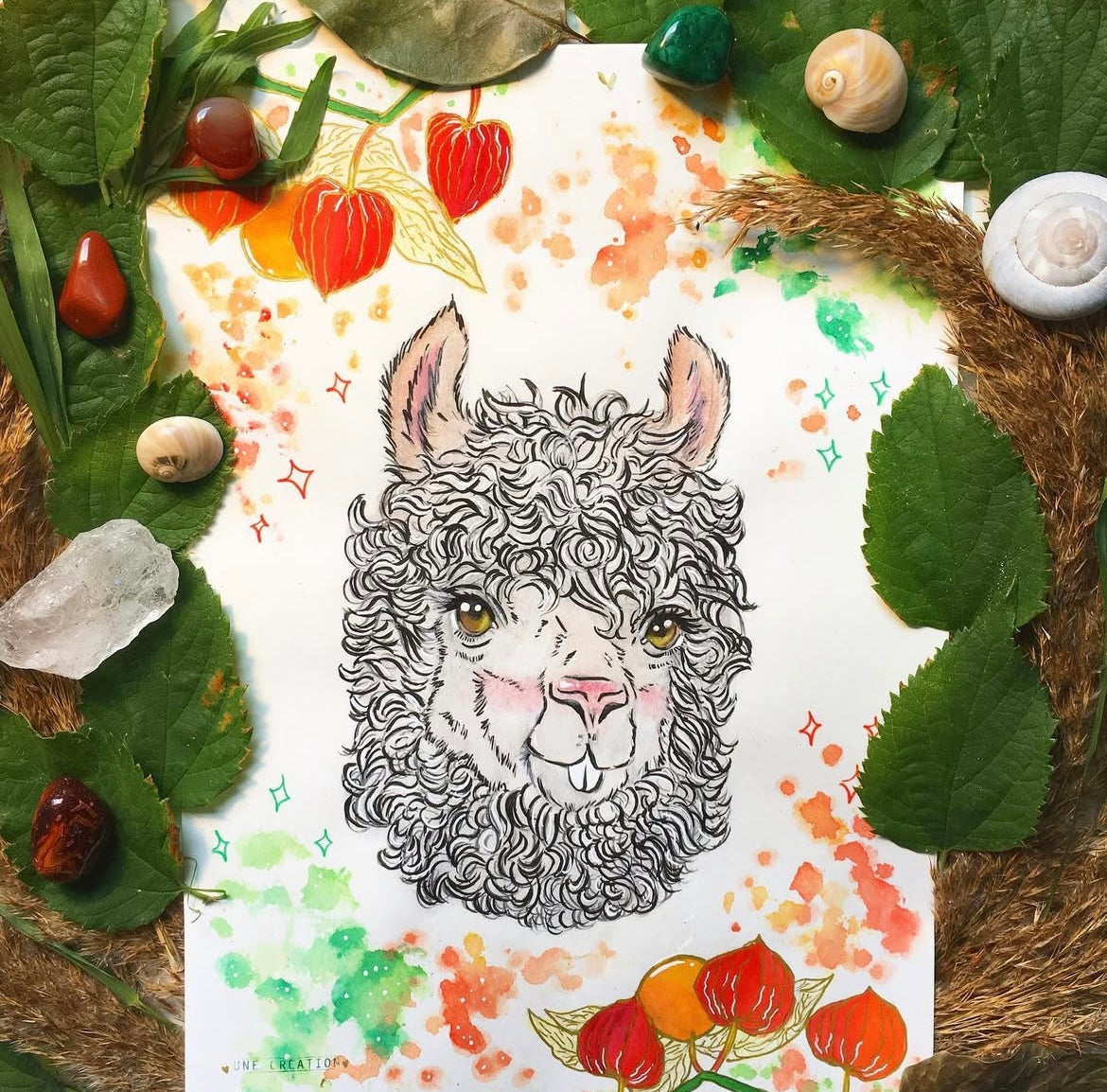 Le lama et l’abutilon